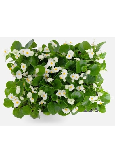 Begonya Begonia Beyaz Renk 30 Adet