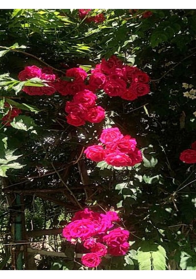 Pembe Sarmaşik Çardak Gülü 70 120 Cm 1 Adet Saksılı Dış Mekan Sarmaşık Wisteria
