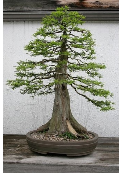 Bodur Lübnan Sediri Bonzai Ağacı Tohumu 5 Tohum + Bonsai Tohumu