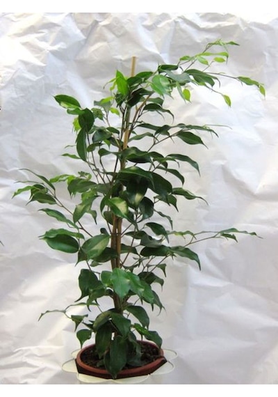 Yeşil Yapraklı Canlı Ev Ofis Salon Bitkisi 30-60cm Ficus Benjamina