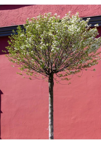 Kartopu Beyaz Renkli 80 110 Cm 1 Adet Tüplü Dış Mekan Bitkisi Viburnum Lucidum