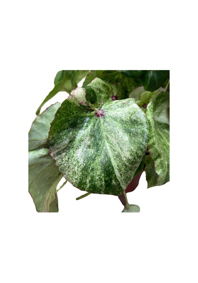 Begonia 'rouge Variegata' Begonia Çiçeği