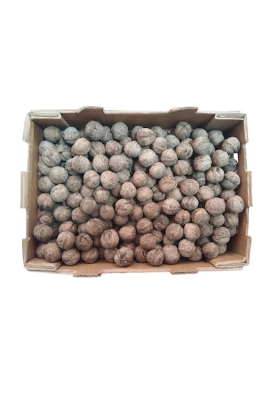 Yerli Ata Tohumu Topak Cinsi Yağlı Kabuklu Ceviz 1 KG
