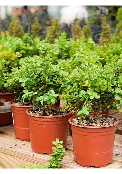 Videolu Dekoratif Şimşir Fidanı 30 40 Cm 3 Adet Saksılı Dış Mekan Bitkisi Buxus Sempervirens
