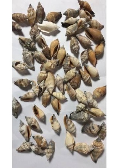 %100 NATUREL DOĞAL GERÇEK DENİZ KABUĞU 500 Gram -MMM4761