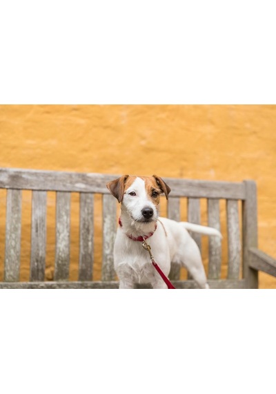 Trixie Köpek Premium Boyun Tasması M-l Kırmızı Genel