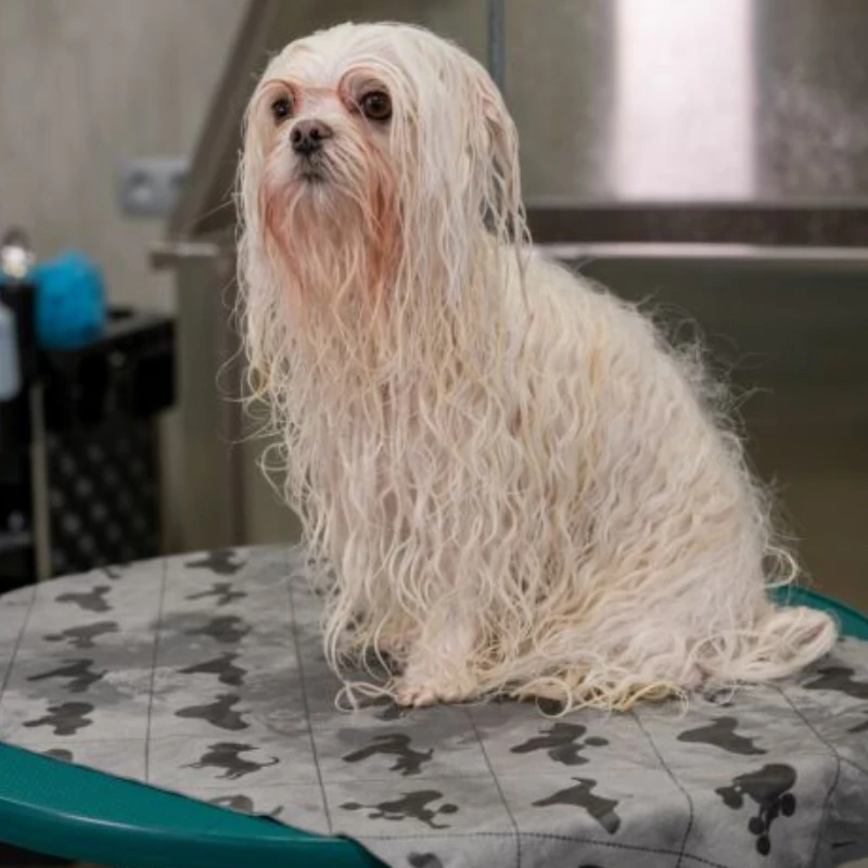 Show Tech+ Dry Mate Kedi Köpek Kurulama Yüksek Emici Havlu