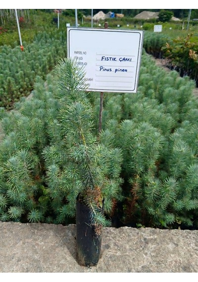 Tüplü Fıstık Çamı Fidanı Pinus Pinea - Bahçe Ve Peyzaj İçin 4 Mevsim Dikilebilir Canlı Çam Ağacı Fidanı
