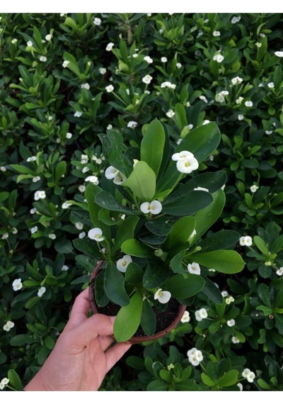Videolu Beyaz Renk Dikenler Tacı Çiçekli Ithal Hollanda Milli Saksılı Kaktüs White Euphorbia