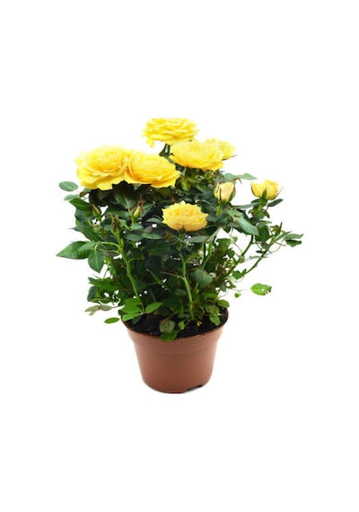 Yediveren Gül Seti 50 60 Cm 5 Adet Sarı Kırmızı Beyaz Pembe Turuncu "multiflora Rose"