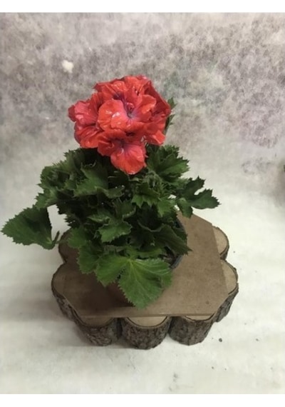 Hürrem Turuncu Ceylan Gözü Canan Sardunya Çiçeği Fidanı 10-20 Cm