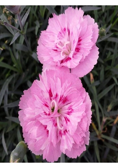 Videolu Muhteşem Kokulu 1 Adet Pembe Karanfil Çiçeği Fidanı 40-60cm Saksılı Carnation Flower