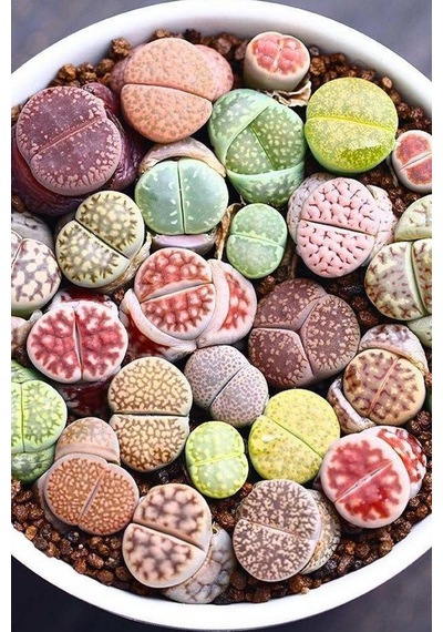 Dashing Look Karışık Lithops Taş Çiçek Tohumu / 10 Adet Tohum Th-thmcmthm387 Sku: Smgstk82094b2996 Açık Gri