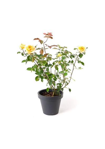 Kokulu Yediveren Sarı Renk Gül Fidanı Saksıda Bahçe Bitkisi 30-50cm