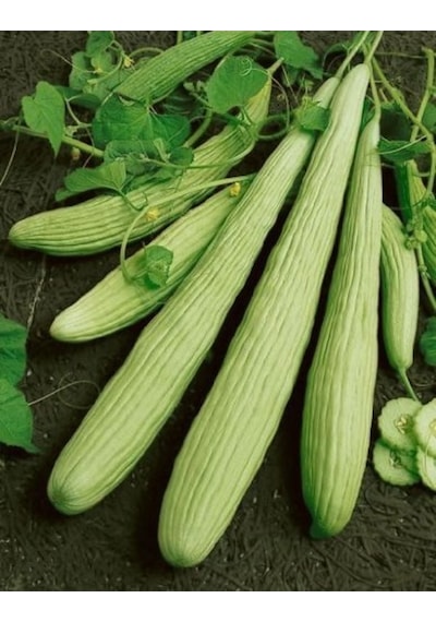 Arzuman Acur Tohumu 10 G