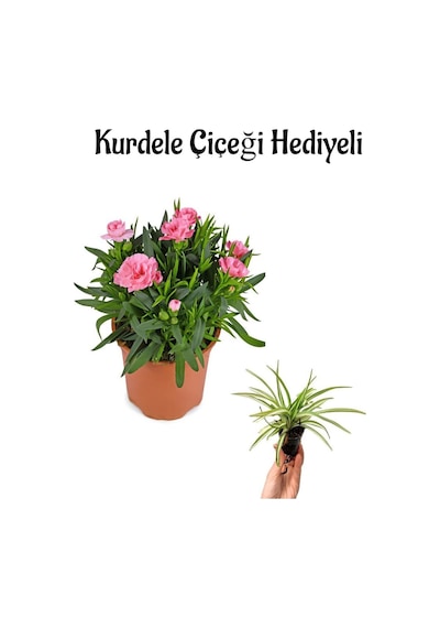 Hediyelik Mis Kokulu Pembe Karanfil Çiçeği Sevgililer Gününe Özel Kurdele Çiçeği Hediyeli
