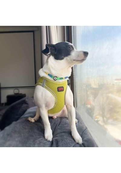 Tailpetz Air-mesh Köpek Göğüs Tasması Olive, 3xs Genel