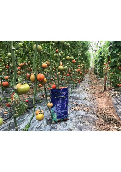 Isıl İşlem Görmüş Yanmış Elenmiş Koyun Gübresi Organik Doğal 1 Kg
