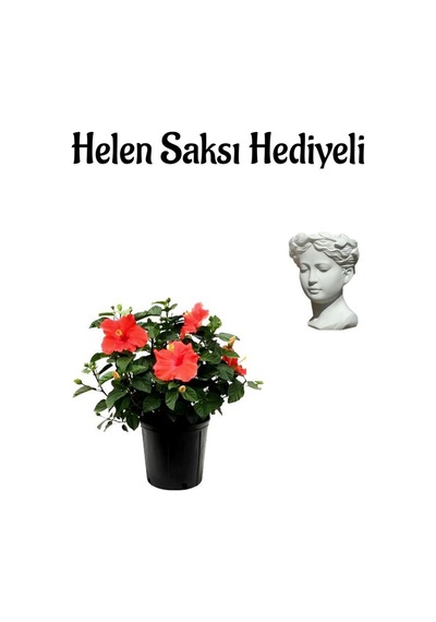 Kadınlar Gününe Özel Kırmızı Renk Japon Gülü Hibiscus Rosa Helen Saksı Hediyeli