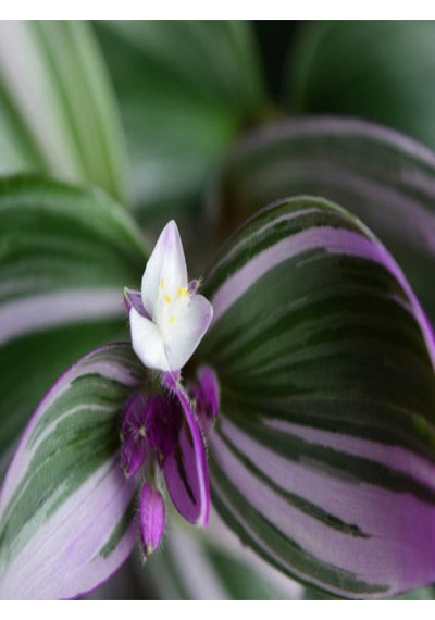 Videolu Telgraf Çiçeği Pembe Alacalı 1 Adet Saksılı 10-20cm Iç Mekan Bitkisi Nanouk Tradescantia
