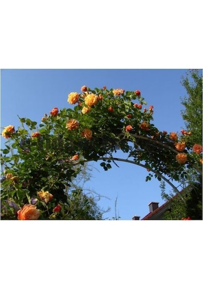 Tüplü Yediveren Kokulu Kayısı Tonlarında Aloha Rose Sarmaşık Gül