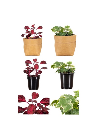 Videolu 2'li Çingene Şalvarı/duvar Sarmaşığı Çiçeği 10-20cm Saksılı Iresine Herbstii/hedera Helix