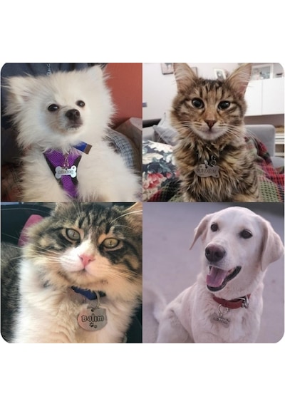 Hifa Diamond Köpek Künye Tasma Paslanmaz Çelik Çok Renkli