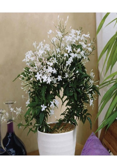 Videolu Çin Yasemini Kokulu Beyaz Renkli 20 60cm 1 Adet Saksılı Fidan Jasminum Polyanthum Jasmine