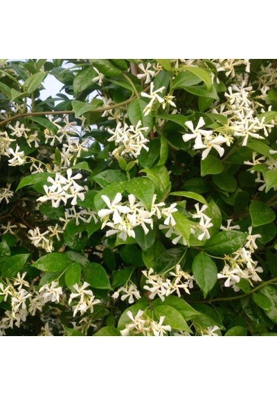 Sarılıcı Yoğun Kokulu Jasminum Arap Yasemin Fidanı 30-50 Cm