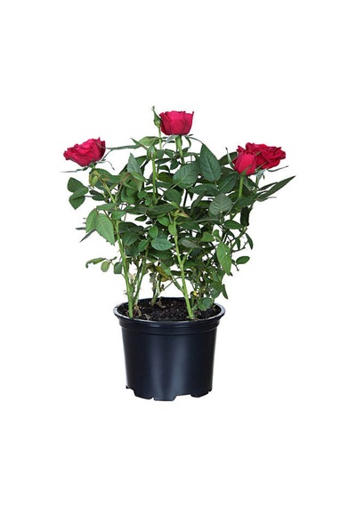 Minyatür Kırmızı Gül 20 35 Cm Saksılı Aşılı Gül Grafted Rose