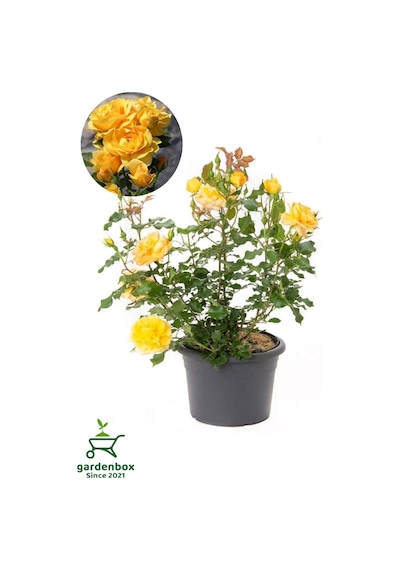 Canlı Saksıda Yediveren Sarı Renk Gül Fidanı 1 Adet 30-50cm