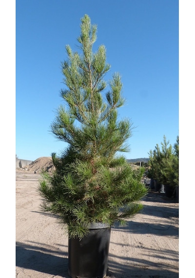 Elder Çamı Fidanı 3 Adet - Pinus Elderica 30-40 Cm