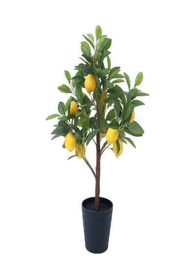 Mis Kokulu 1 Adet Yediveren Limon Fidanı 80-100cm Saksılı Lemon Sapling