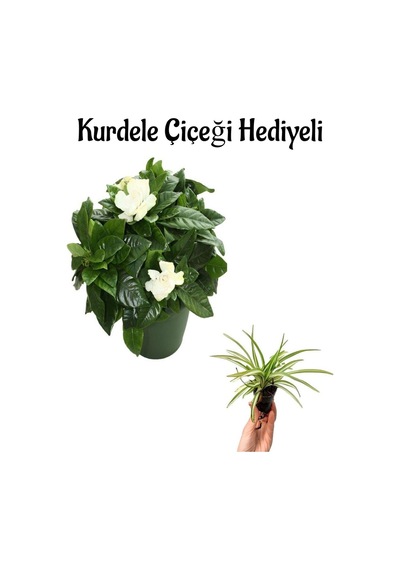 Yogun Kokulu Gardenya Çiçeği Sevgililer Gününe Özel Kurdele Çiçeği Hediyeli