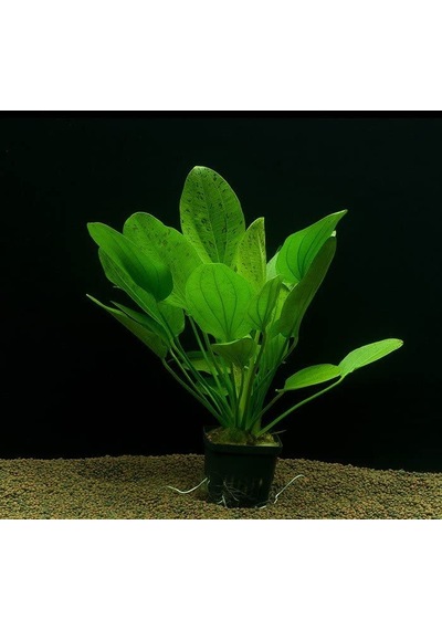 Ayrex Echinodorus Muricatus 1 Buket 1 Kök Sert Yapraklı Kolay Akvaryum Bitkisi,canlı Bitki