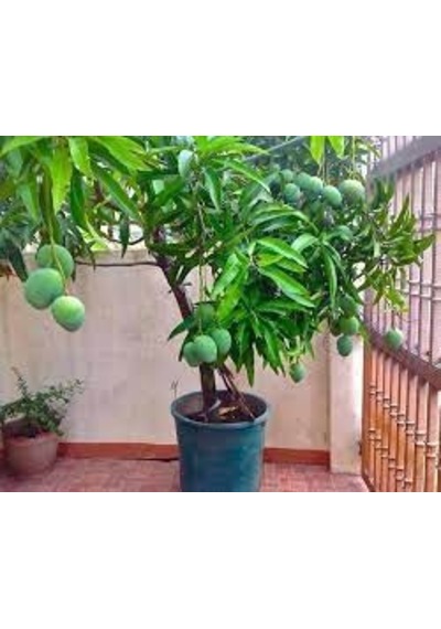 Tüplü Türkiye'De Yetişebilen Mango Fidanı N11.873