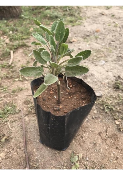 Şalba Adaçayı Fidanı 10-20 Cm Salvia Officinalis