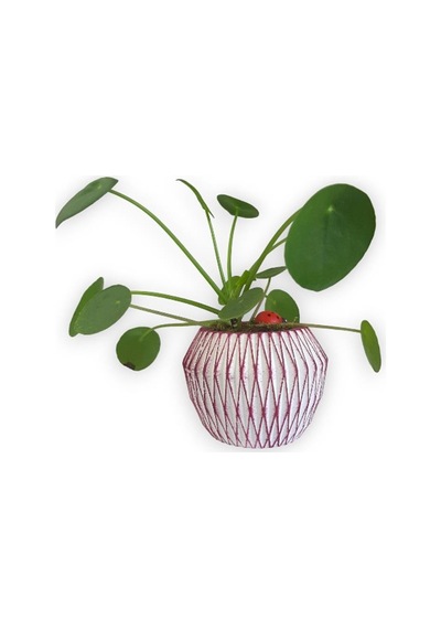 Çin Para Bitkisi | Mini Pilea | Pembe Saksıda