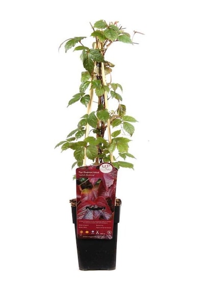Renk Değiştiren Duvar Sarmaşığı 40-60cm 3 Adet Saksılı/tüplü