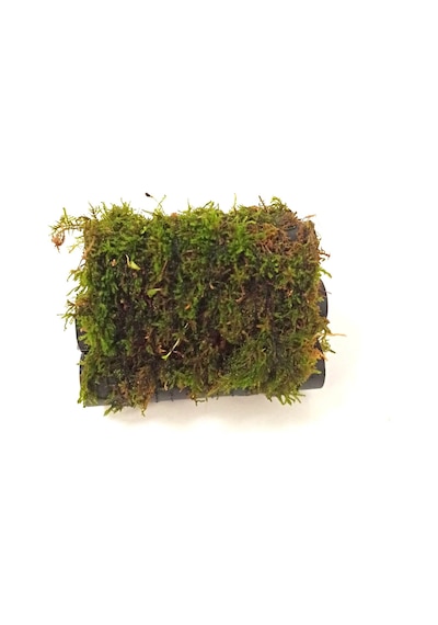 6 Lı Karides Yuvası Ve Üretim Tüpüne Tutturulmuş Moss Boyu 10 Cm