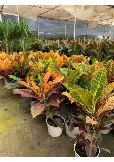 Muhteşem Renkli Kraton Çiçeği 1 Adet Saksılı 30-40cm Codiaeum Variegatum