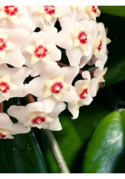 Videolu Beyaz Hoya-mum Çiçeği 1 Adet Saksılı 10-20 Cm Iç Mekan Ofis Bitkisi White Hoya