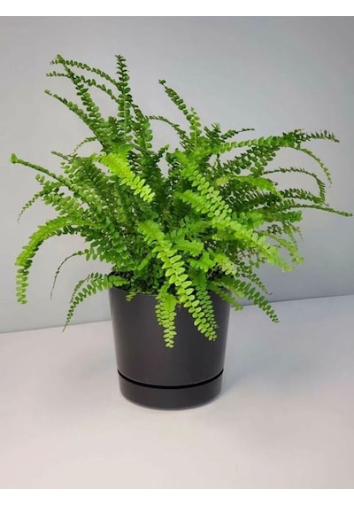 Videolu Aşk Merdiveni 1 Adet Saksılı/tüplü 30-40cm Iç Mekan Bitkisi Fujer Nephrolepis