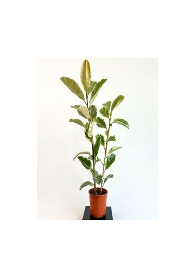 Videolu 1 Adet Alacalı Kauçuk Çiçeği Fidanı 70-100cm Tüplü Çiçekli Bodur Bitkiler Ficus Elastica