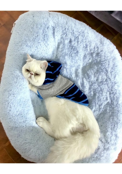 Kemique Blue Line Kapşonlu Kedi Kıyafeti Kedi Sweatshirt