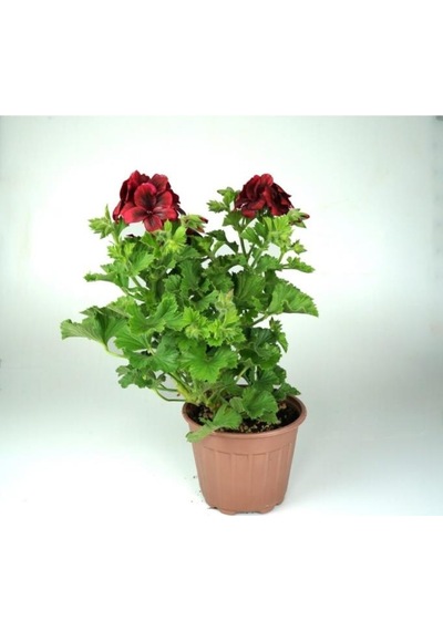 Pelargonium X Grandiflorum Canan Sardunya Fidanı Kırmızı 10-20 Cm