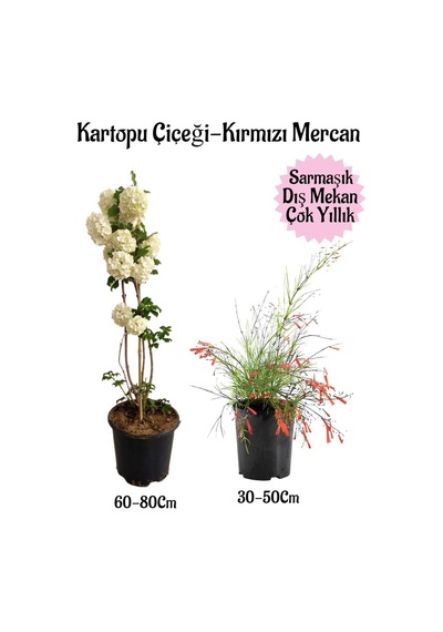 Kartopu Çiçeği 1 Adet +kırmızı Mercan 1 Adet Saksılı Bahçe Peyzaj Seti