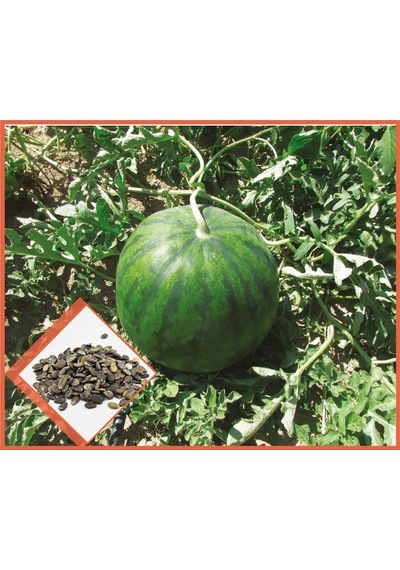 Arzuman Meyve Siyah Karpuz Tohum10GR