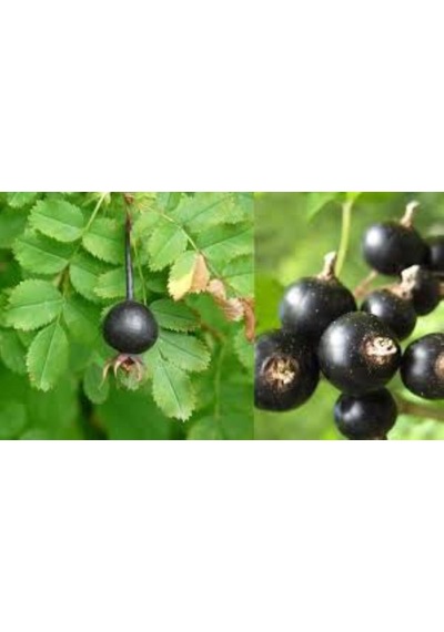 Siyah Kuşburnu Fidanı Rosa Pimpinellifolia 2 Yaş, 50 80 Cm