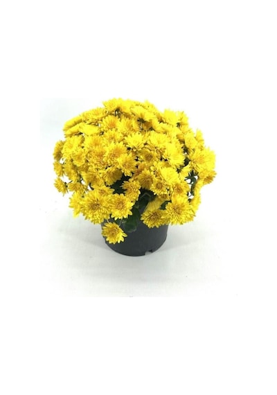 Sarı Kasımpatı Krizantem Chrysanthemum 10-20 Cm